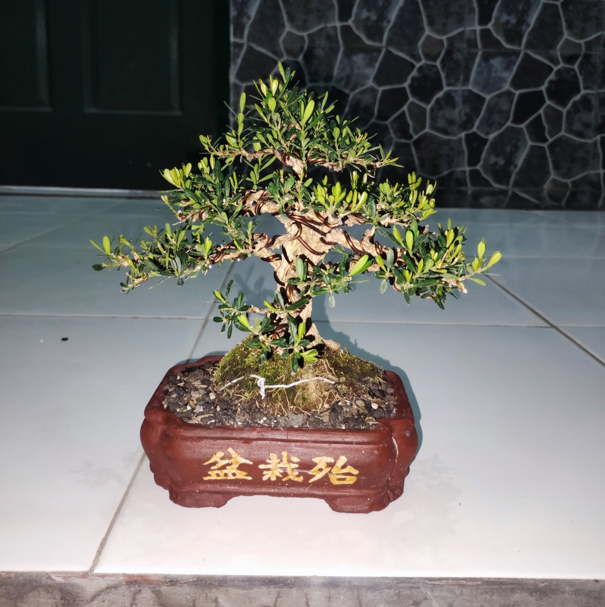 Ficus Red balete bonsai | Amante Quisoy