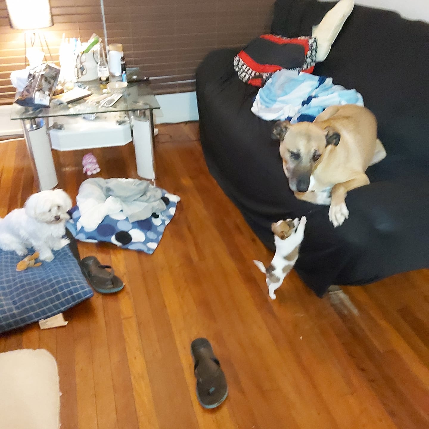 Nerang Community Group | There was an annoying hoon at 1am last night ...