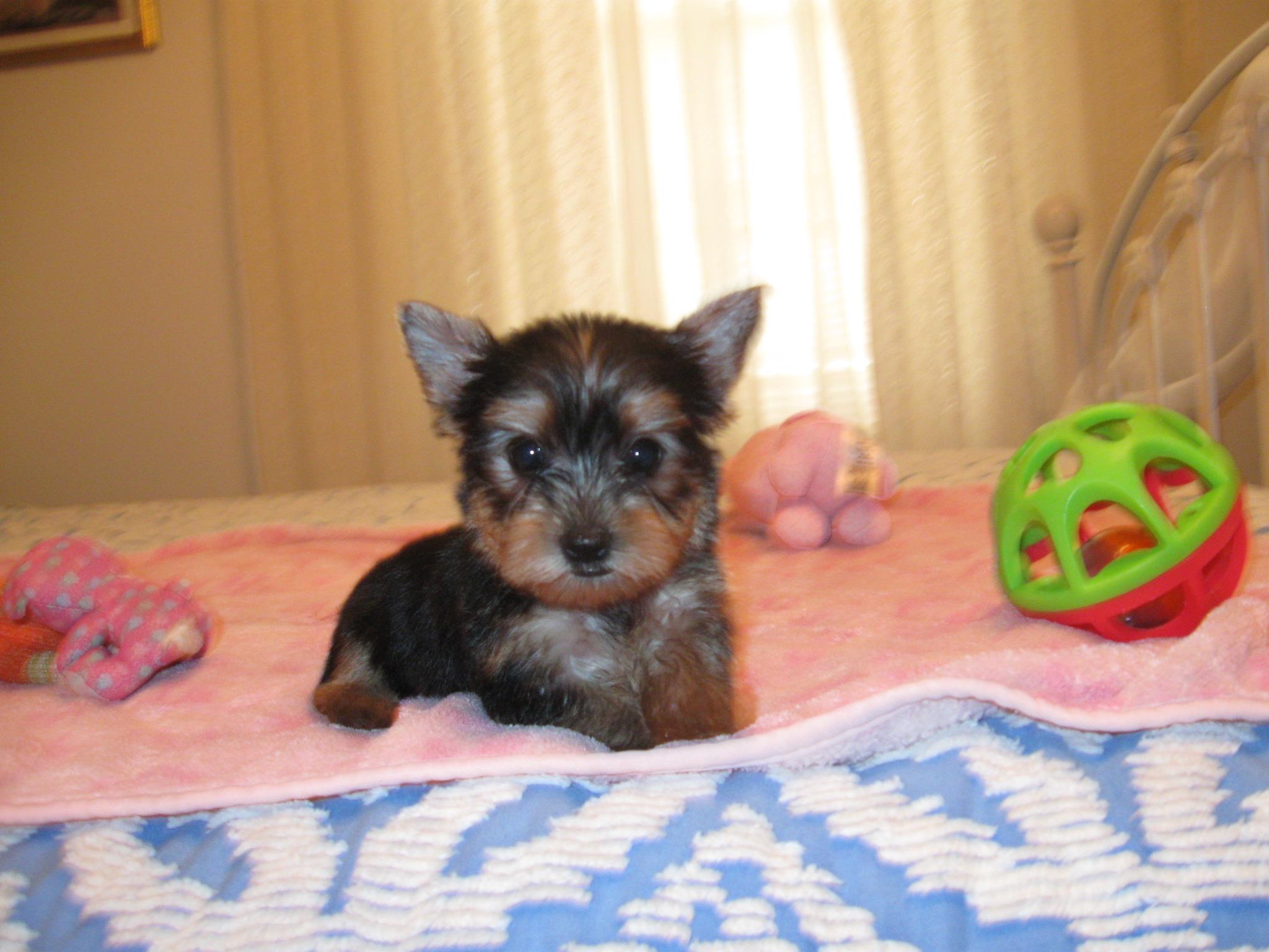 Teacup Yorkies For Adoption | I have two Yorkies that are 8 months old ...