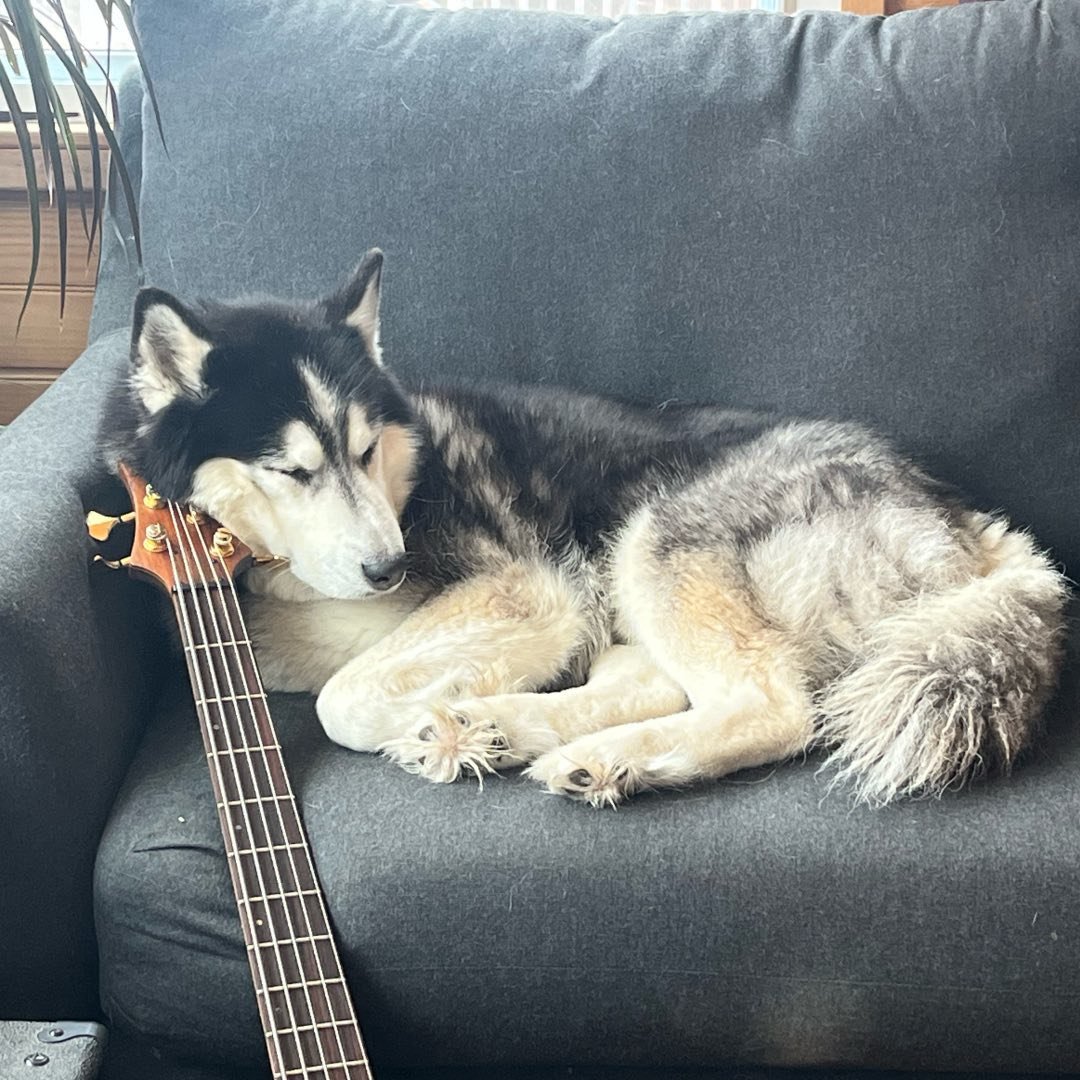 Siberian Husky Lover Community | My boy is 9 yrs old and just diagnosed ...