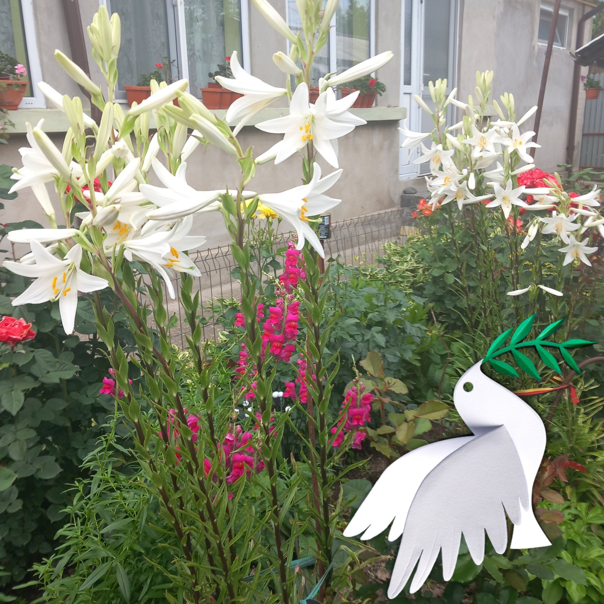 Voi când băgați florile în casă? #toamna #flori #plante | Baza Plantelor