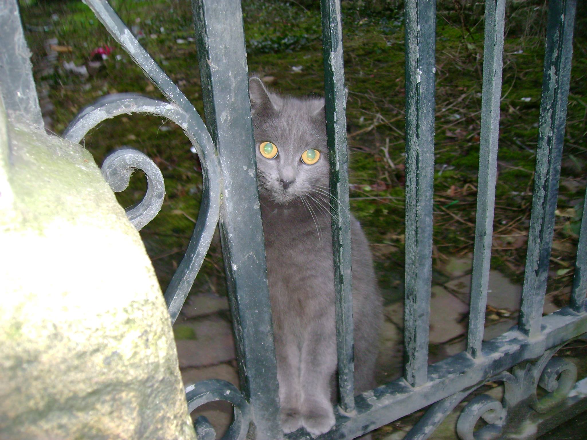 Cherche à adopter chat plus d’un an même vieux pour offrir beaucoup de ...