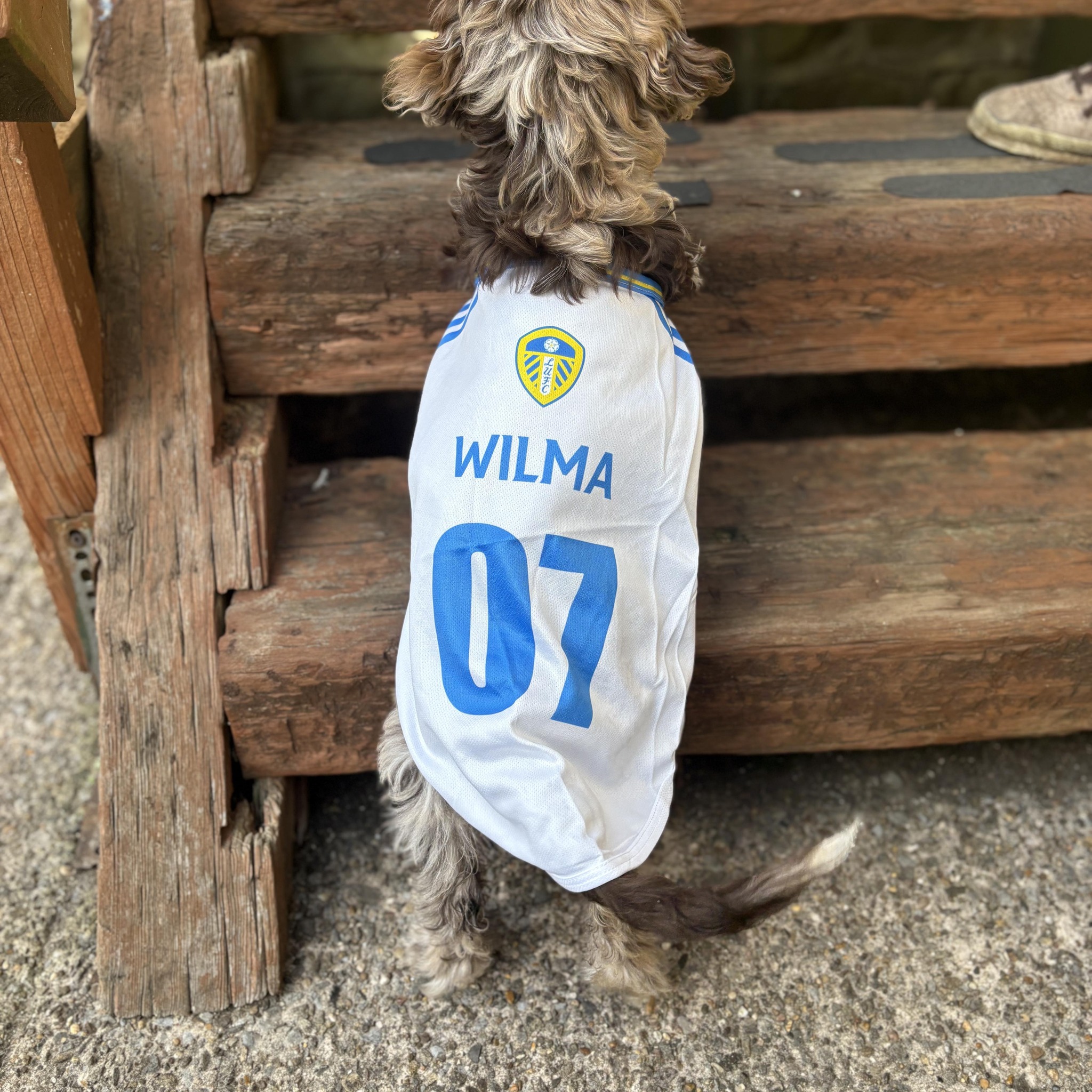 Cockapoo Owners | Hello, this is Ellie Jane, a 2 year old Merle ...