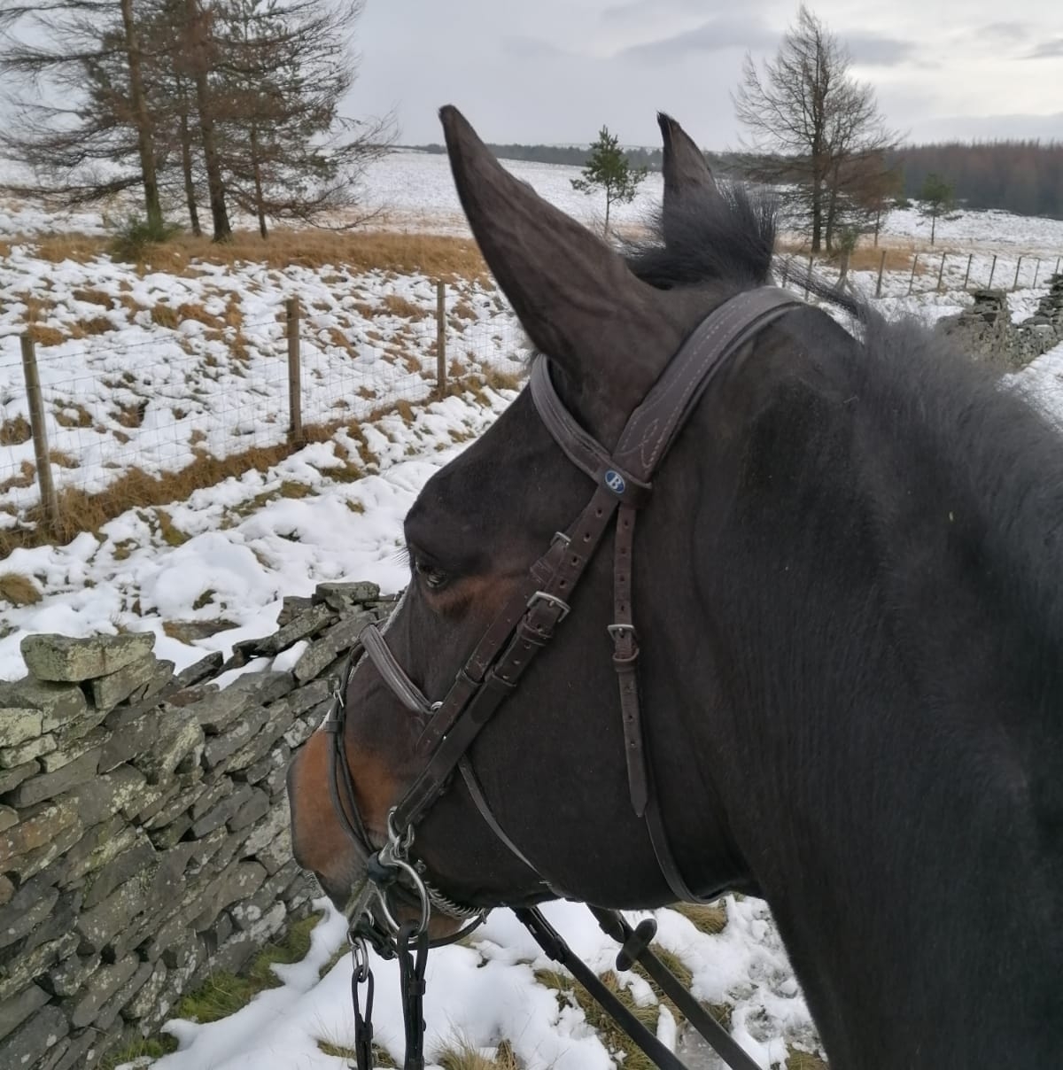 The Bit Doctor Bitting advice | Could anyone tell me what bit this is ...