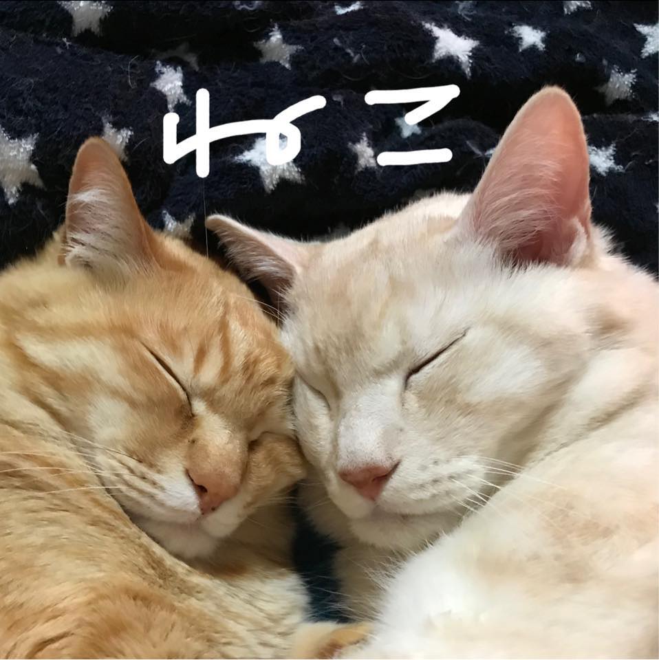 Mochi and Taffy💞😸 #cattrapfeveroftn #kittensforadoption #catrescue ...
