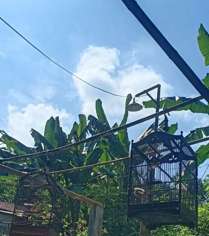 Jaman Semakin Canggih😅 #ucupklaten #bebekpintar #elektronik #stopkontak ...