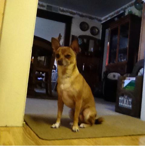 Teacup Chihuahua Puppies: Rescue, Adoption, Rehoming, Breeders & Owners ...