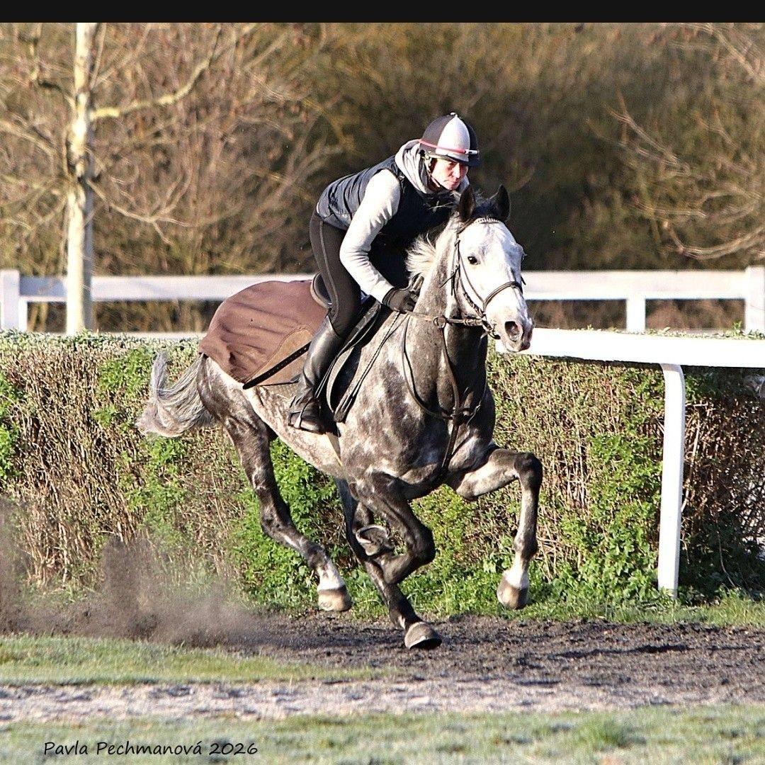 🥇 Court In A Storm digs deep at Market Rasen to secure his first chase ...