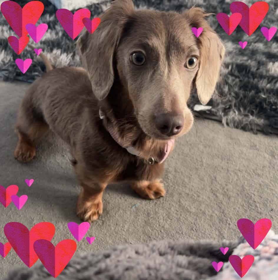 Dachshund Owners (Tips, Tricks, and Tales) | Hi everyone! This is my 2y ...