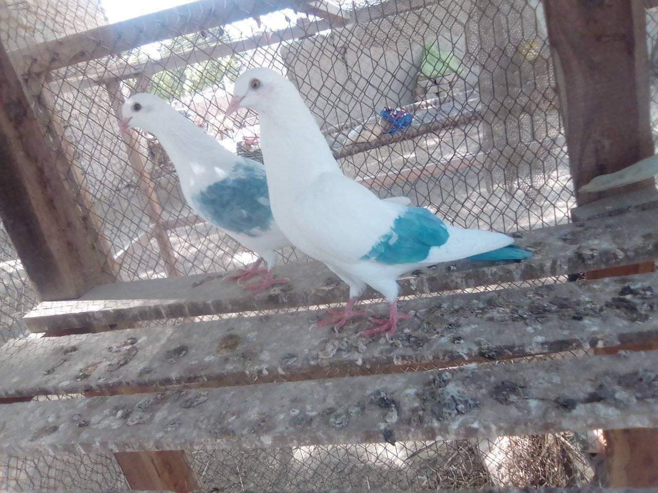 Mouj Ali Jamro on Reels