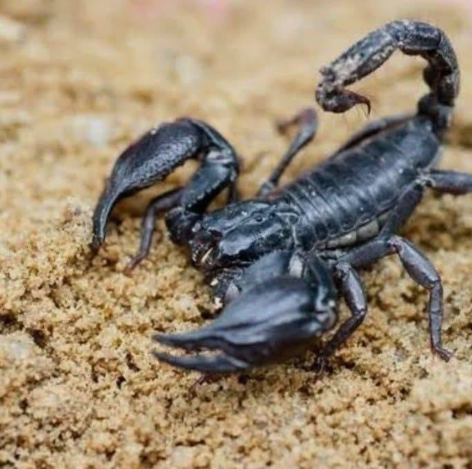 Scorpion Keepers & Enthusiasts | Can anyone tell me the sex of my Asian ...