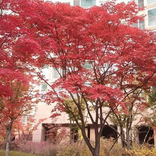 “아이 울어 미숙한 판단” 박수홍 ️김다예 ‘비행기 탑승 번복’ 민폐 논란 사과 #newsen #shorts # ...