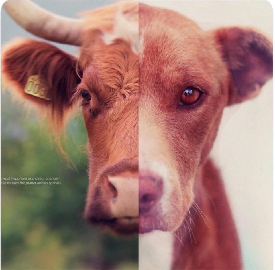 You don't have to be a vet to save a dog's life. When you give £3, you ...