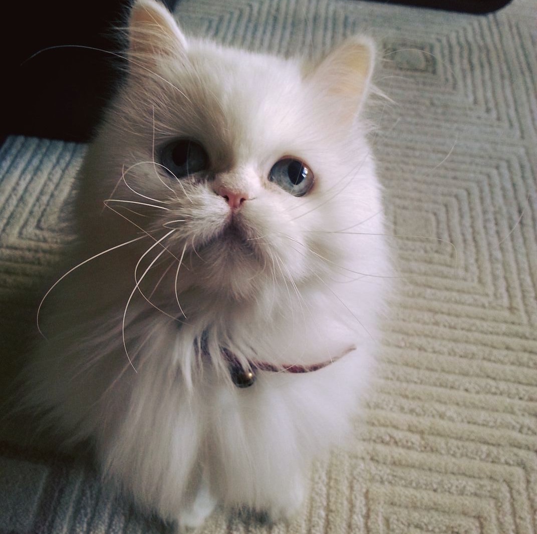i-d-rather-have-kitty-hair-on-my-clothes-than-live-a-life-without-a