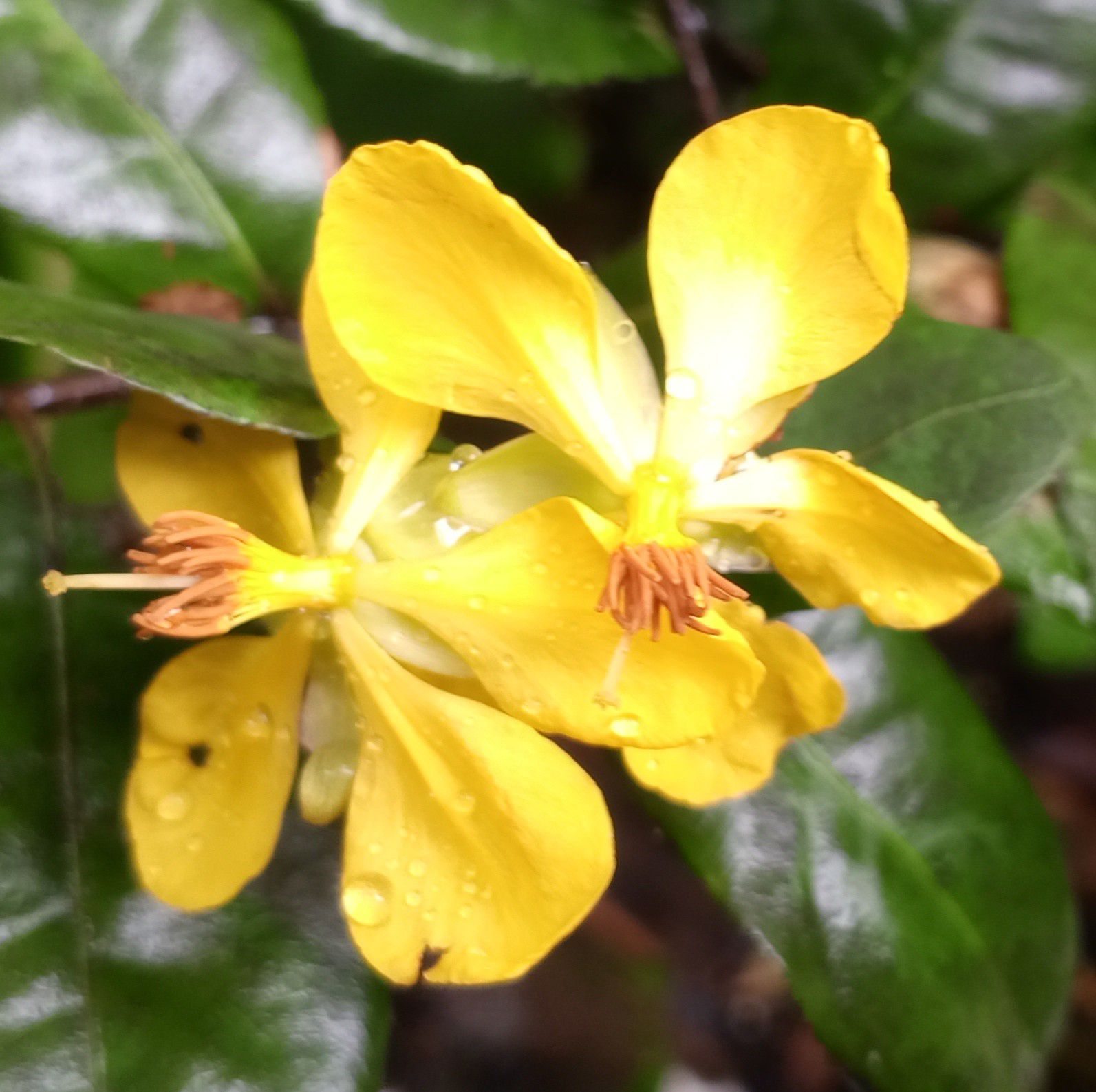 Merlinda Noredlac Zenitram