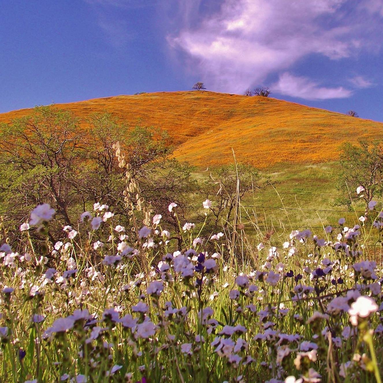 Central Coast Life | Pacific Ocean behind Whale Rock Reservoir on ...