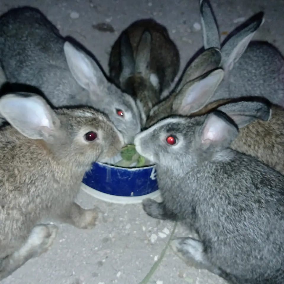 Rabbit Farmers in Nigeria | How can I get Flemish Giant Rabbit for sale ...