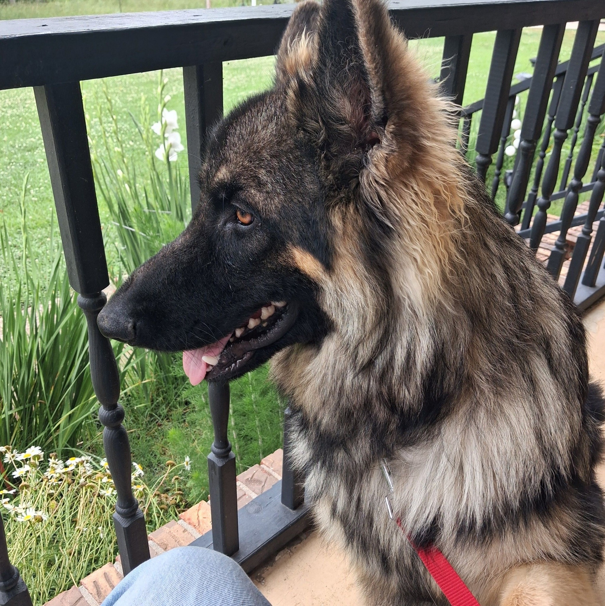FREE GERMAN SHEPHERD PUPPIES FOR ADOPTION AND REHOMING | Facebook