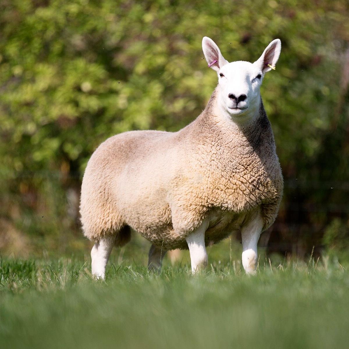 Philiphaugh Farm