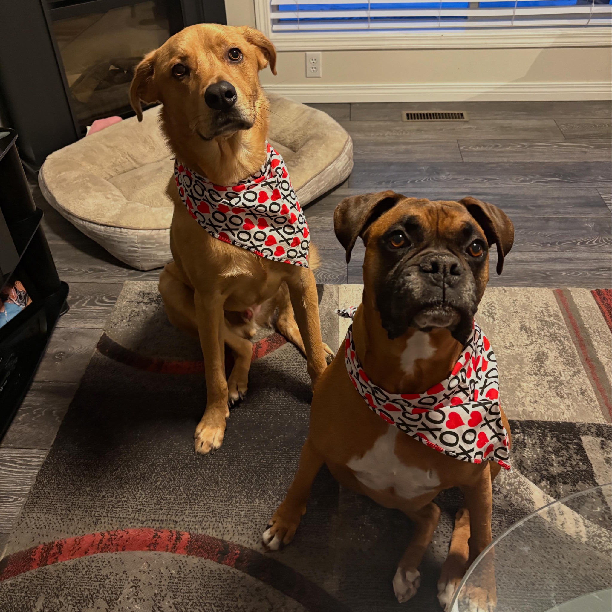 Boxer Moms®️ | 🚨‼️DETROIT BOXER DOG (SOS) deadline TODAY | Facebook