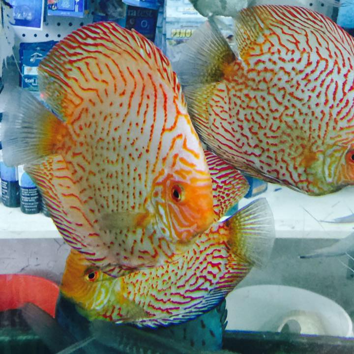 Kingsdiscus King