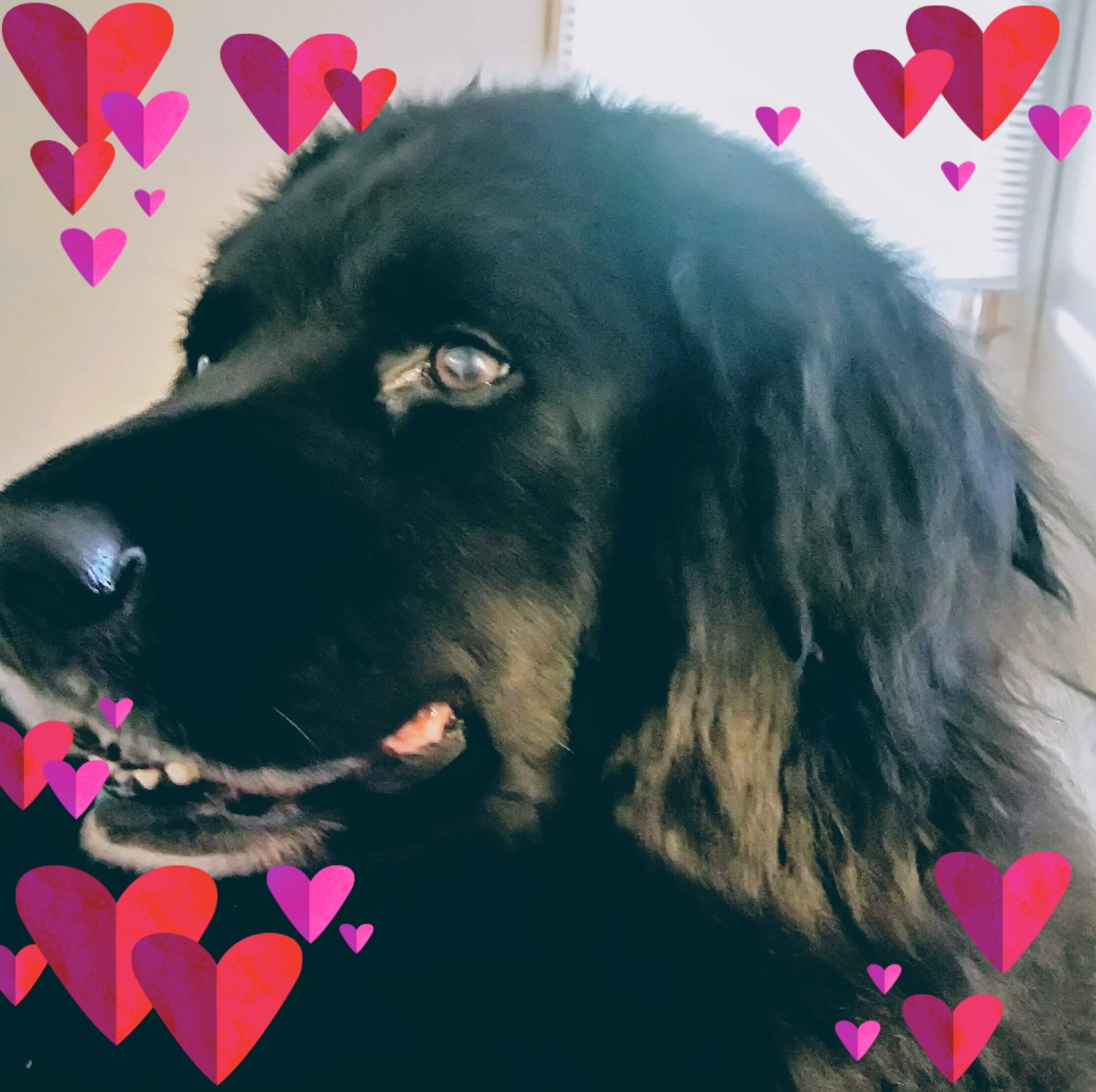 LABRADOR LOVERS | Are there any Labrador rescues in Michigan | Facebook