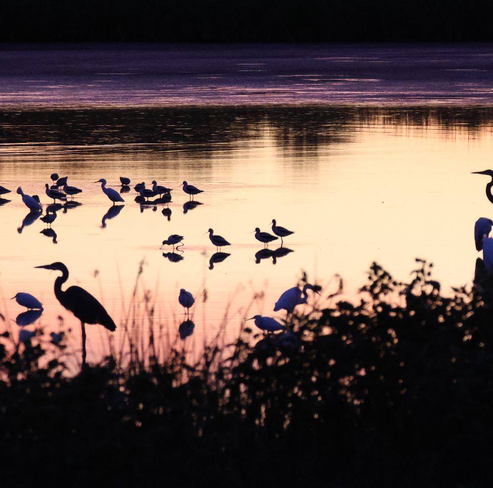 Delaware Birding | Saw many beautiful birds today at Bombay Hook NWR ...