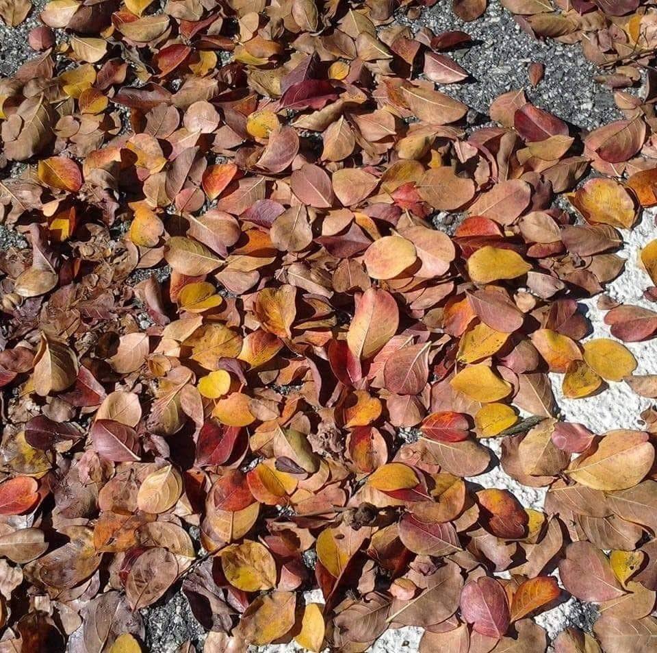 ONE MUST GO AWAY FOREVER A PUMPKIN SPICE B S'MORES C CANDY CORN D ...