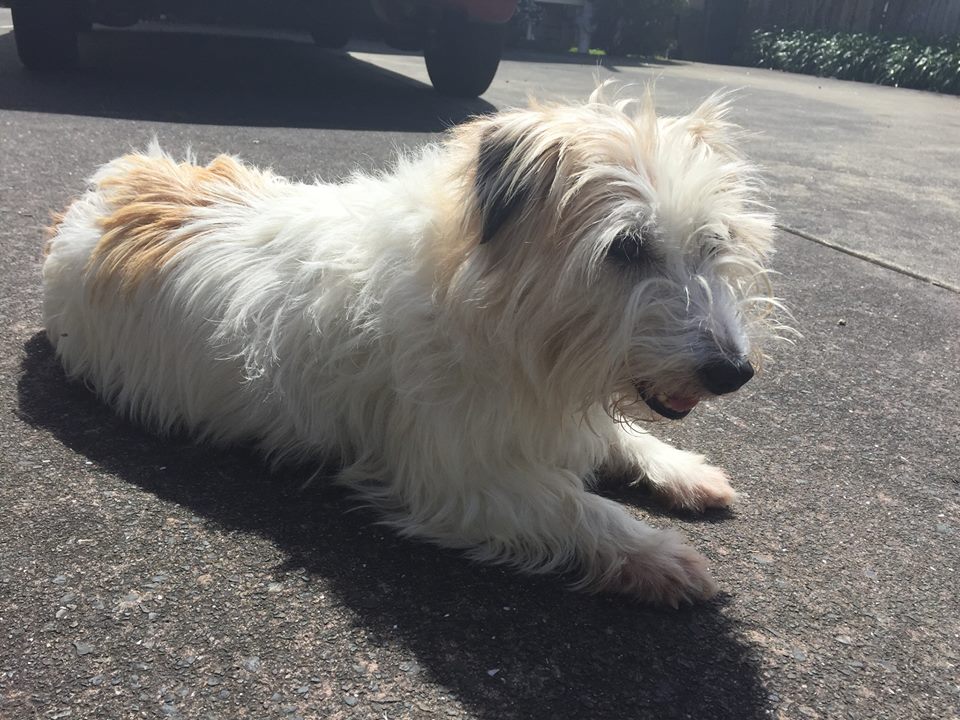 MISSING, STOLEN, FOUND DOGS NEW ZEALAND - Helping to Reunite | Our boy ...