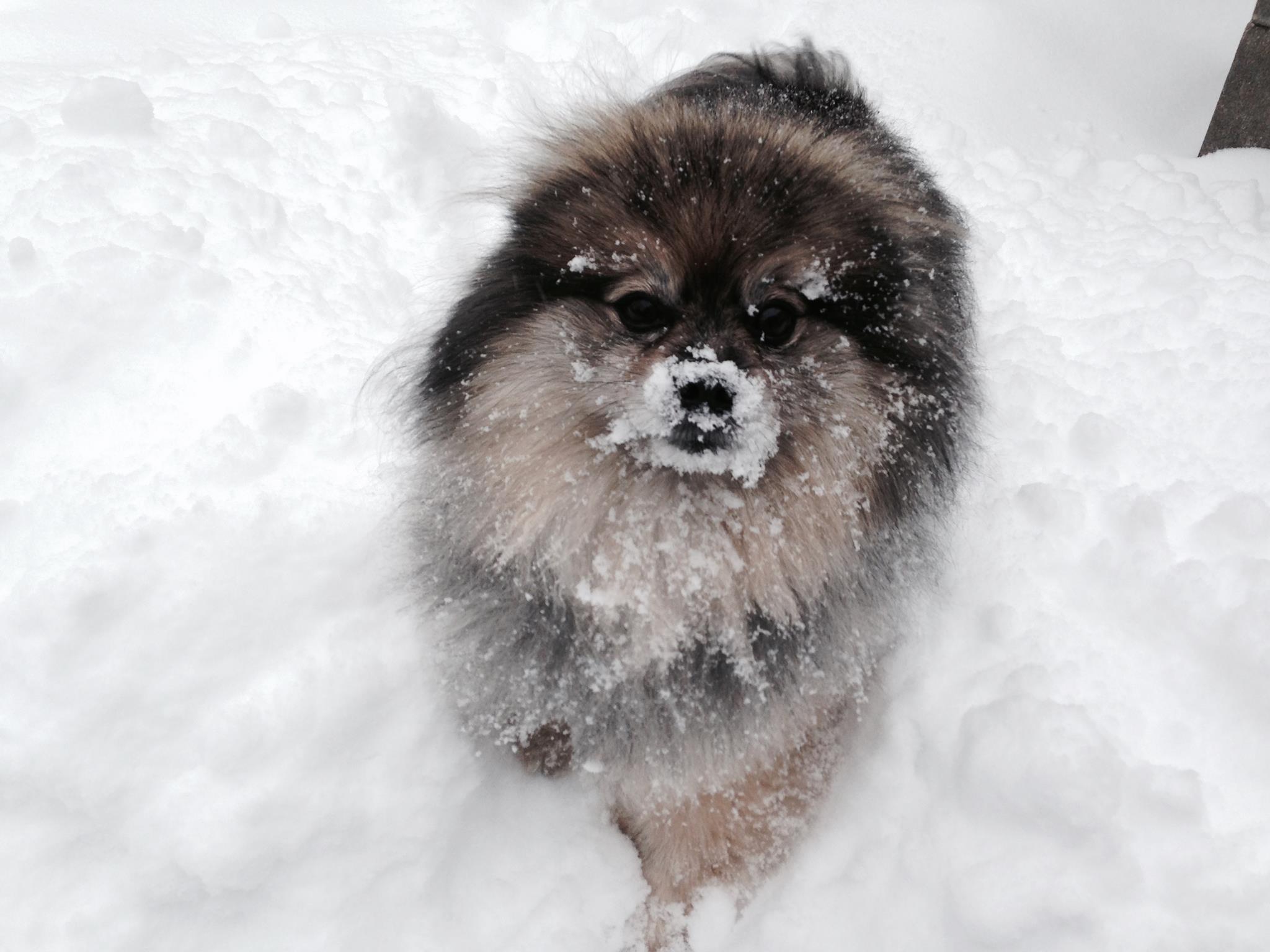 Scared.. abused.. neglected. Animals continue to suffer in cruel puppy ...