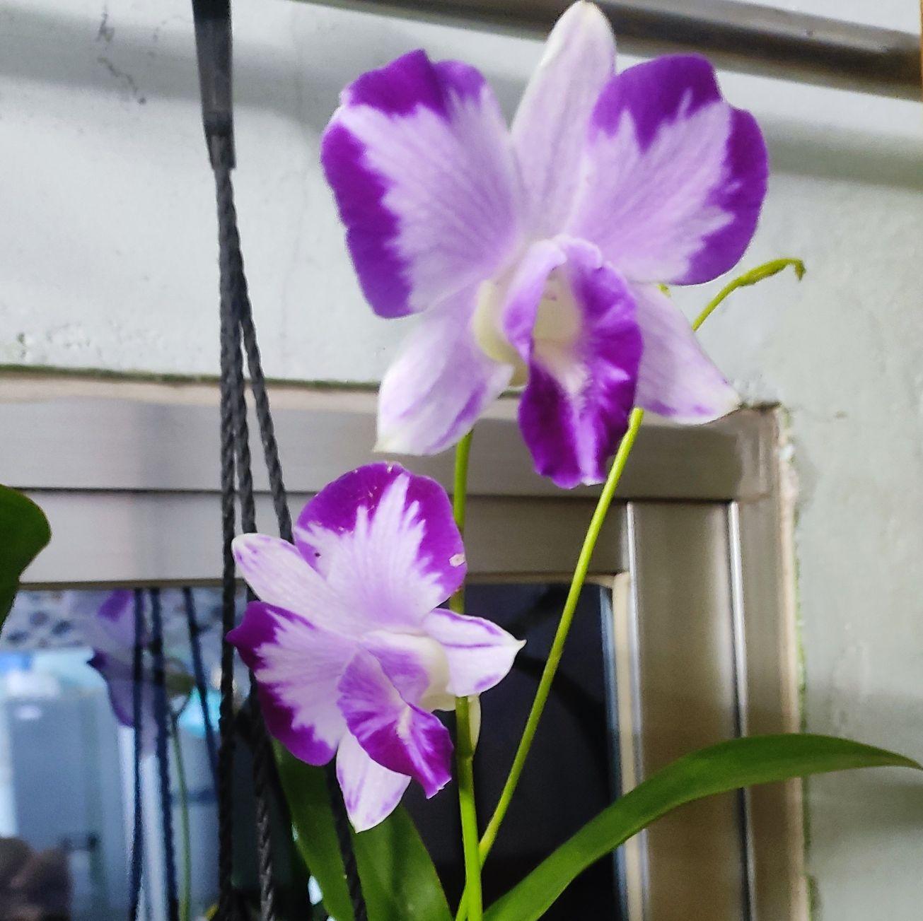 Marium Nursery & Agro. added a... - Marium Nursery & Agro.