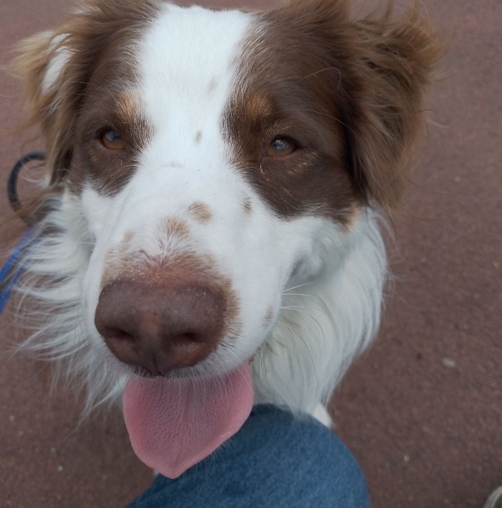 BorderCollie dog Lovers | If this breed is your favorite, drop a big ...