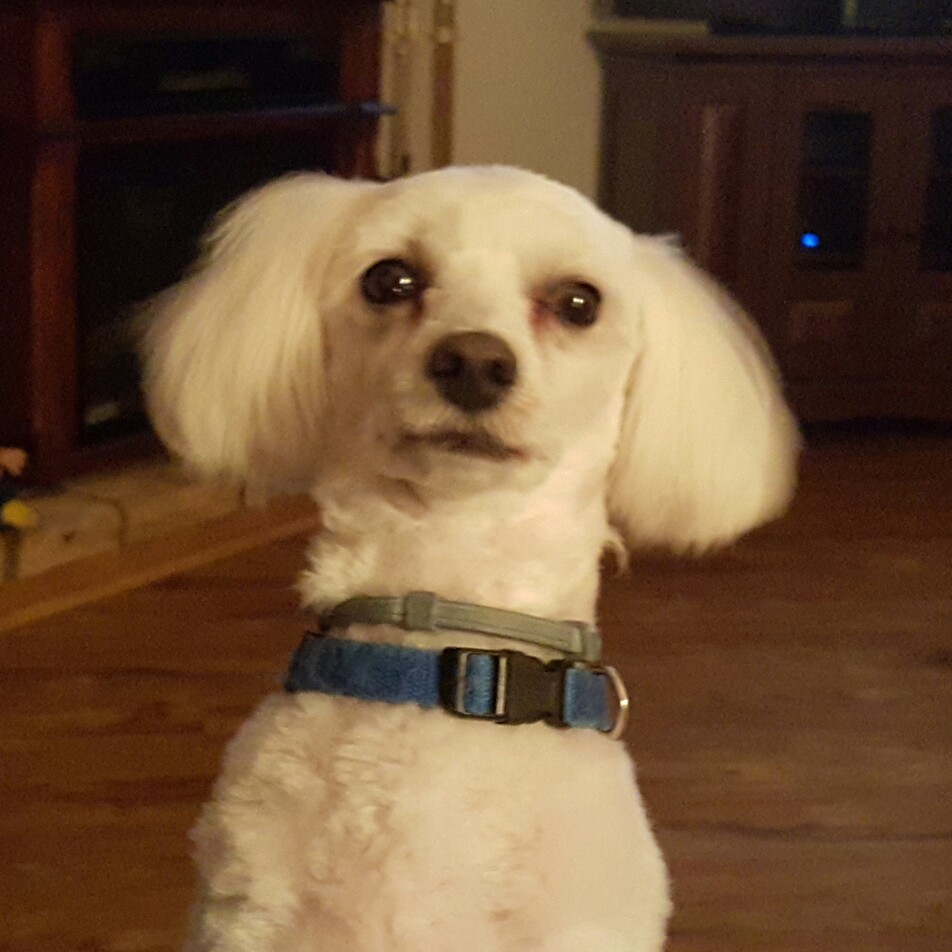 🚨🐶 WAIT! CAN YOU RESIST THIS CUTIE WANTING TO BLESS YOUR DAY?! 🥹 ️🐾 ...