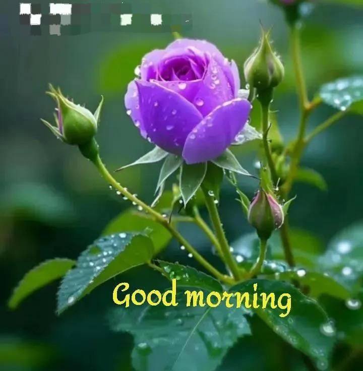 Momin Aref