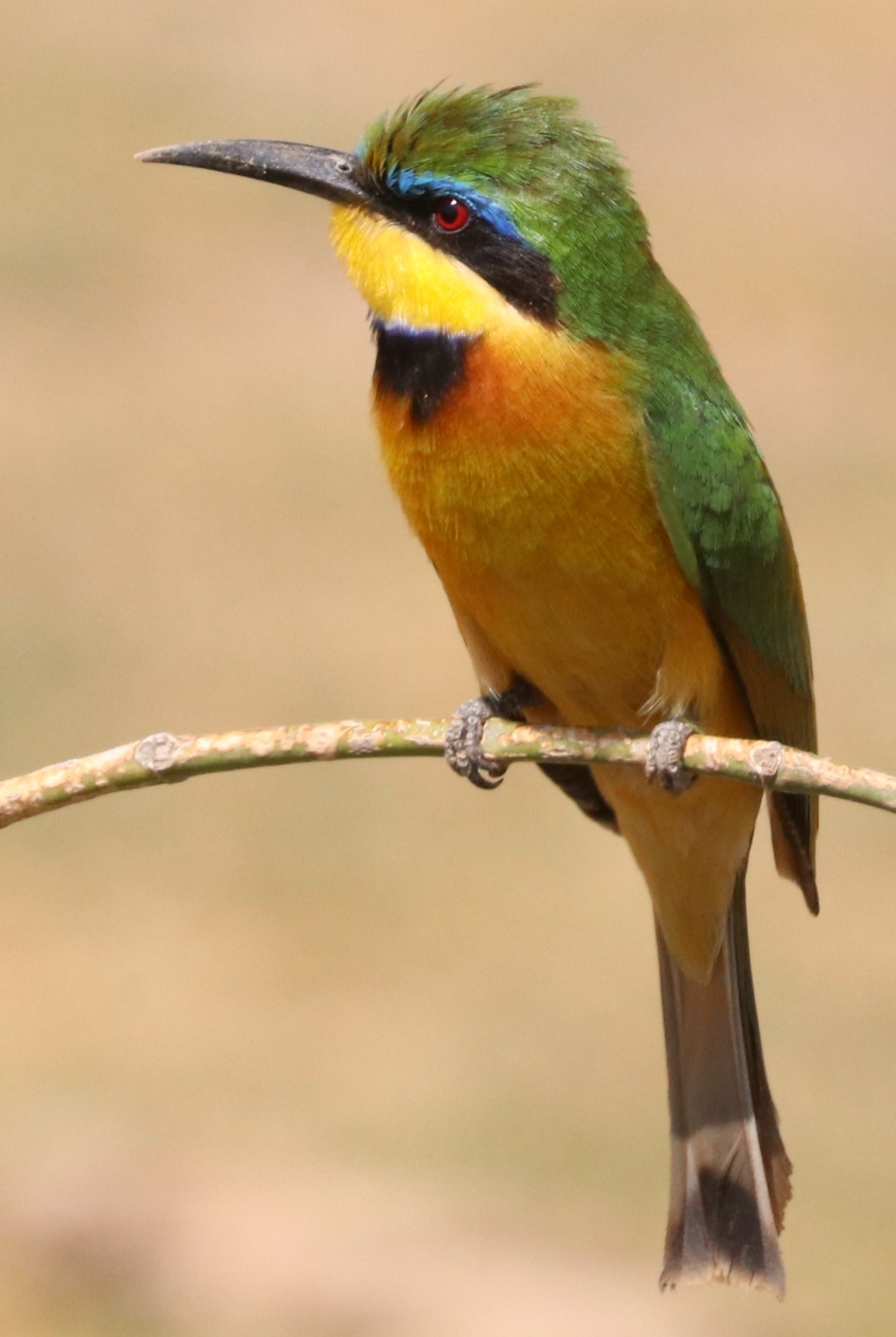 eBird community discussion group | I need help with changing my email ...