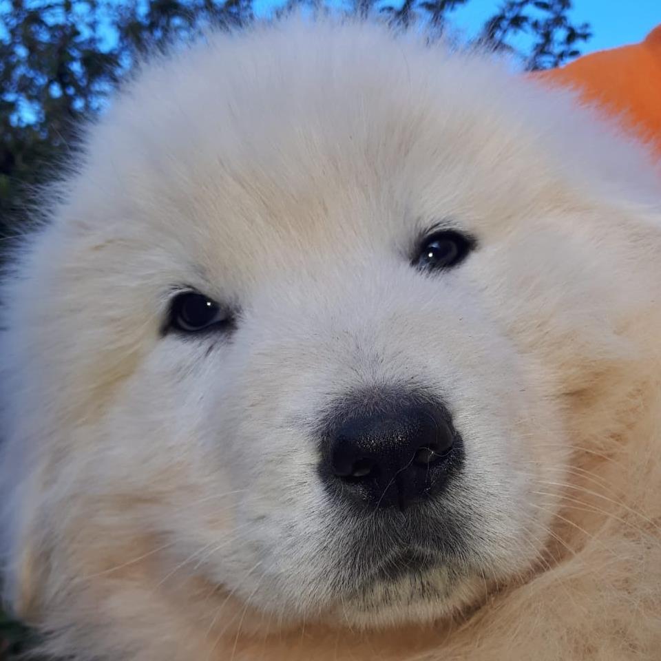 Cane da Pastore Maremmano Abruzzese Maremmasheepdog