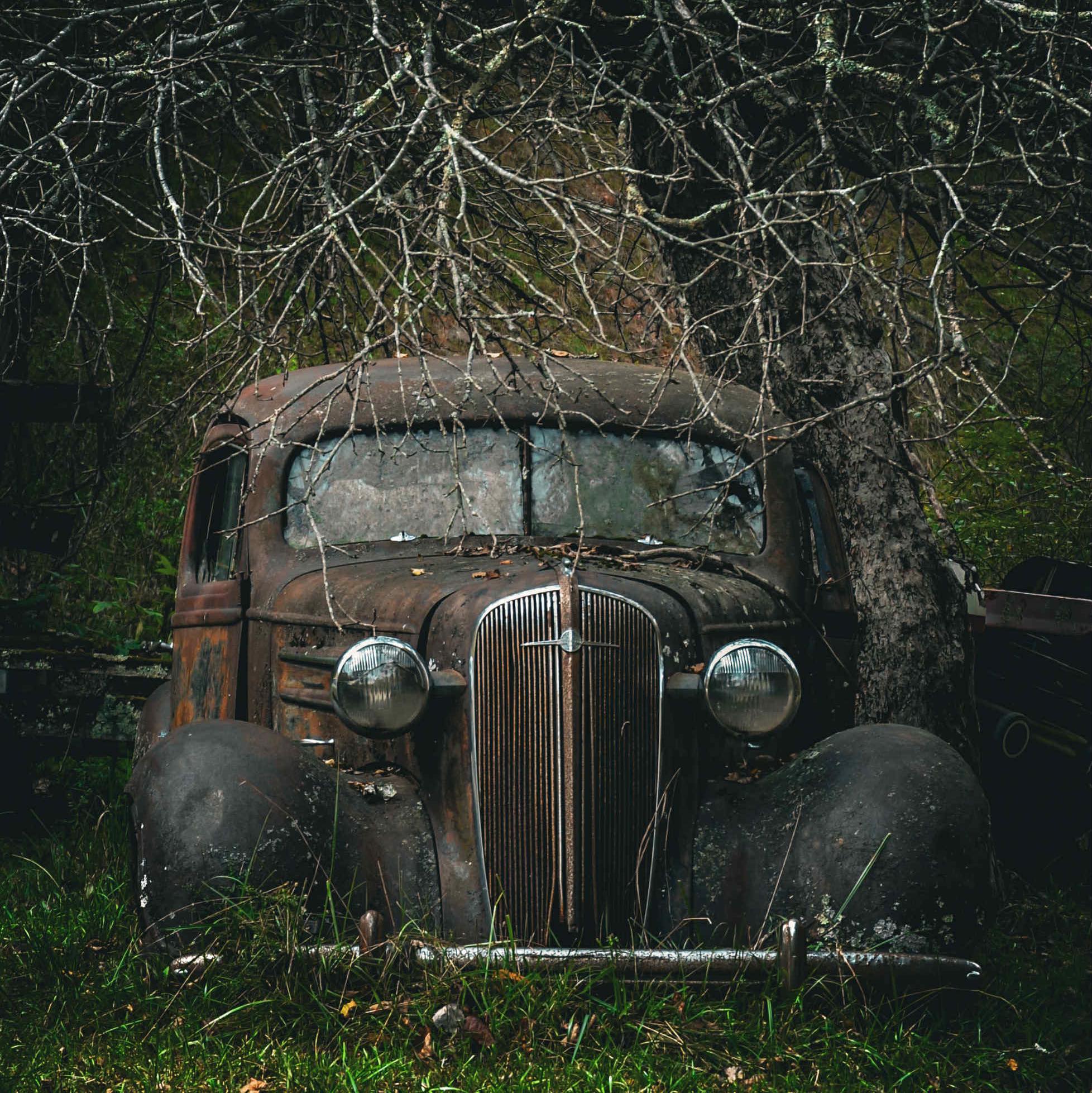 Big Tree Seekers | I'm fairly new to the group what does CBH ,DBH mean ...