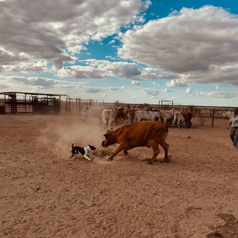 New time stockman growls out his old time quart pot | Facebook