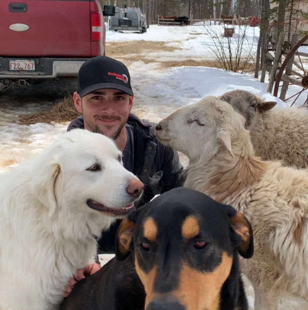 What pain relief can you give a sheep? | Facebook