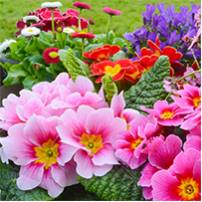 Keith Singletons Horticulture | Egremont