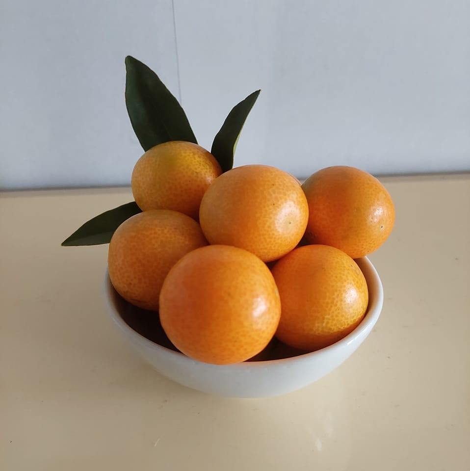 請問這是什麼植物？長相很特殊. | Facebook