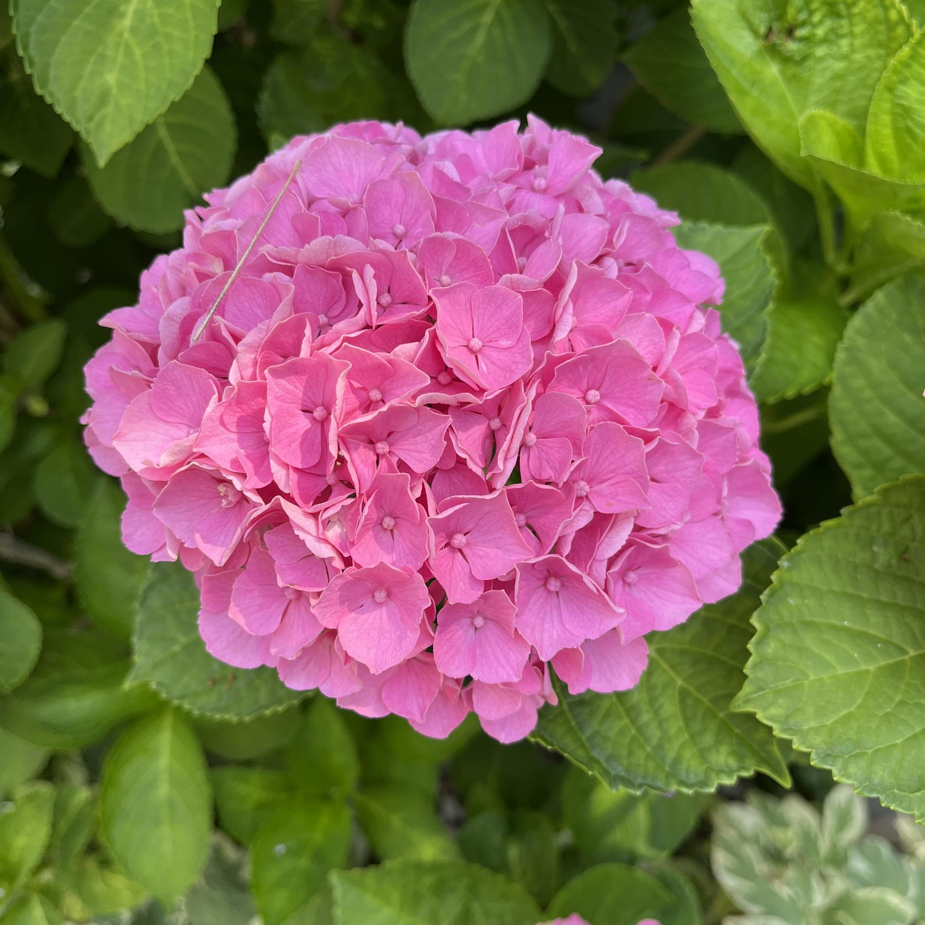 IN MEMORY OF....WITH OUR BLESSINGS | Peter Marra, 84, of Niagara Falls ...