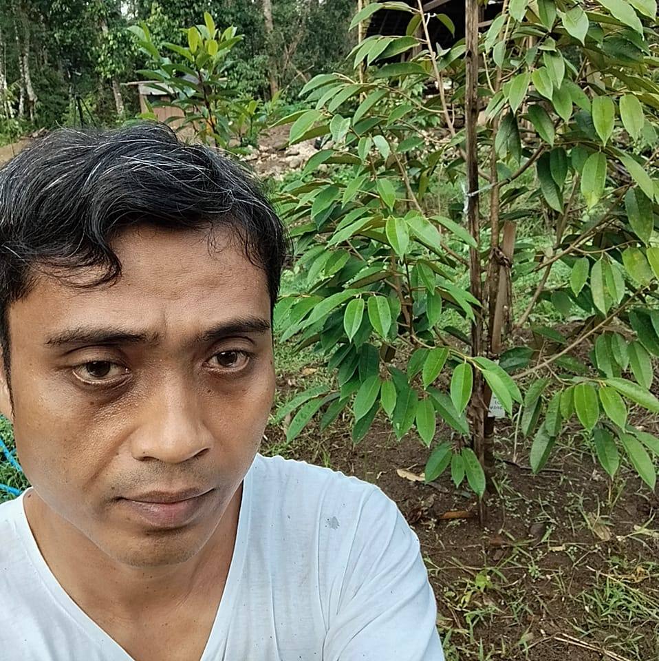 Fakta atau mitos..! Kebun durian tidak baik di tanami jagung. # ...