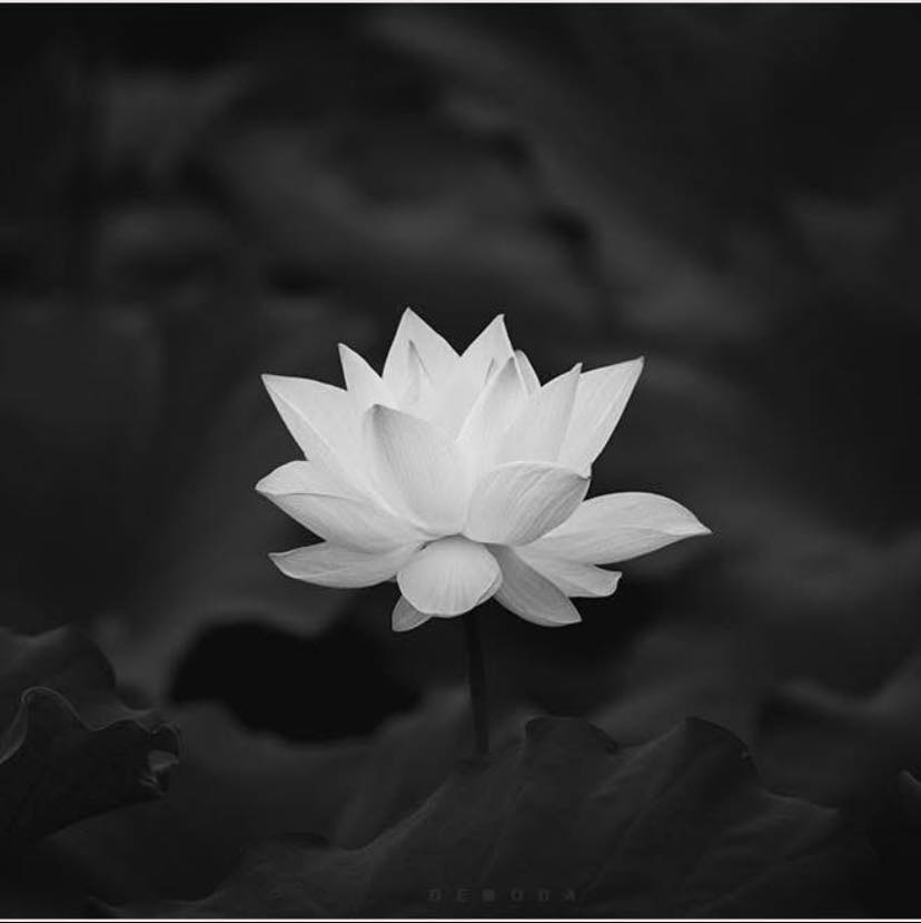 CHA MẠ ƠI - GI. ET E ĐI . VỠ BÈ CÁ RÌA HOA CHẠY CHO BÈ MẺ CÁ SIÊU SIÊU ...