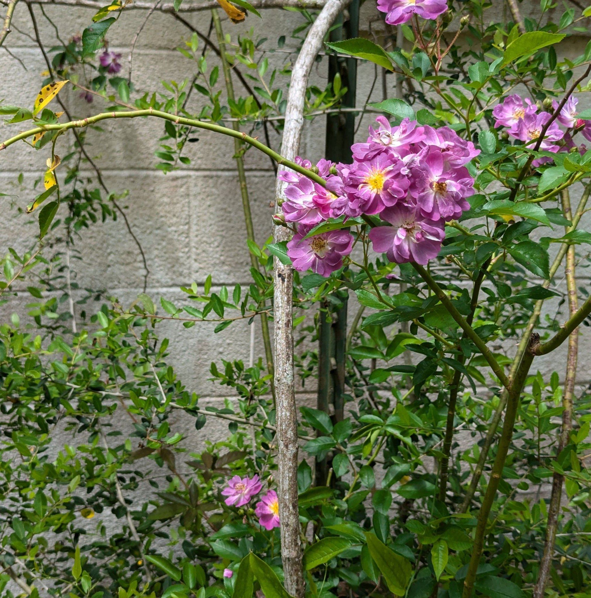Creative Gardening | Just thought I’d share the sound of the wind ...