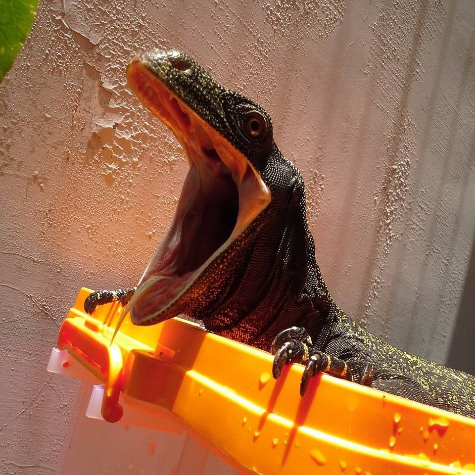 Is it florida or common ?? #Chelydra #snappingturtle #osceola | Leo Sinnaga