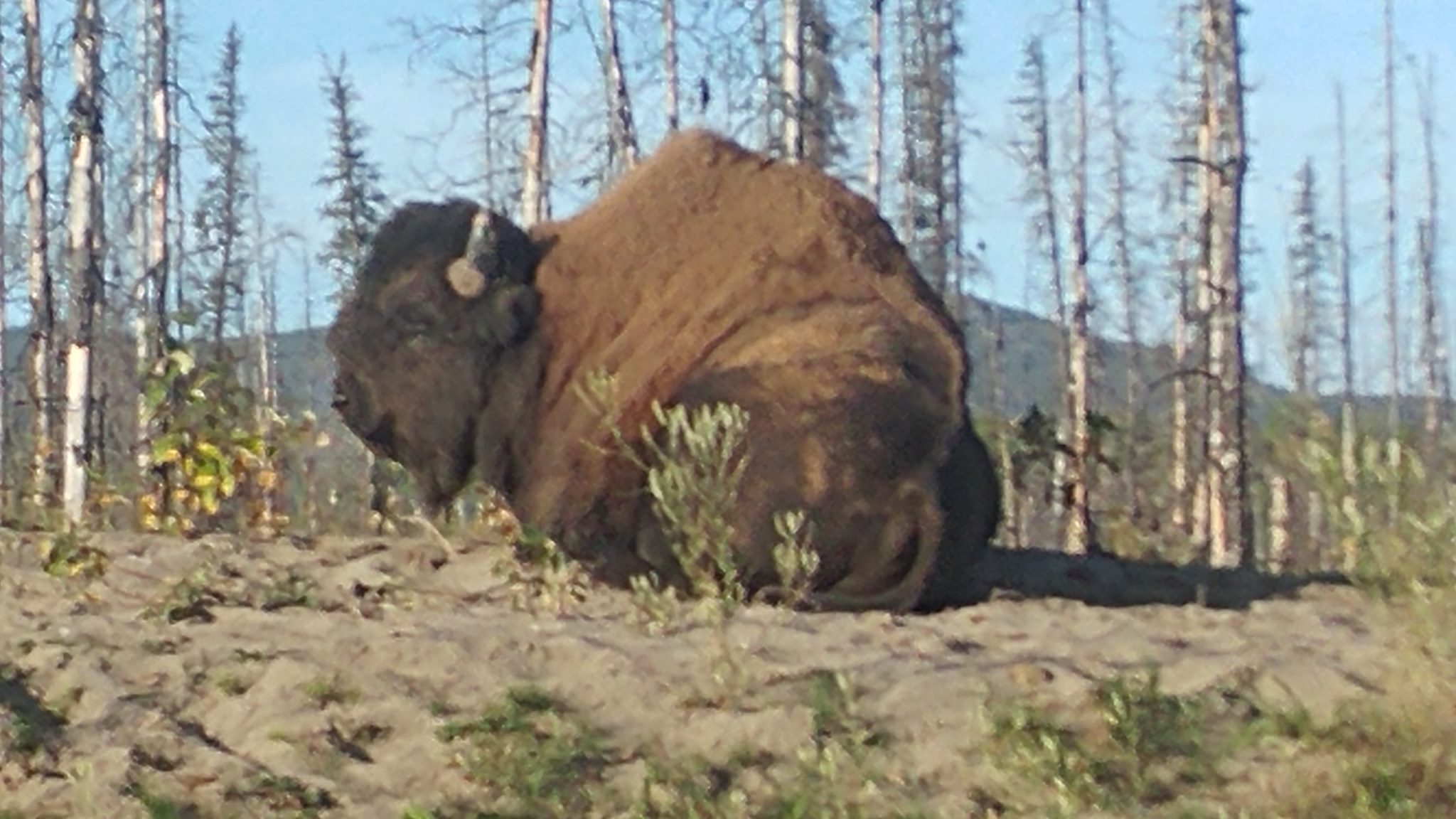 Beaverlodge And Area Community Page | Is there currently a walk in ...