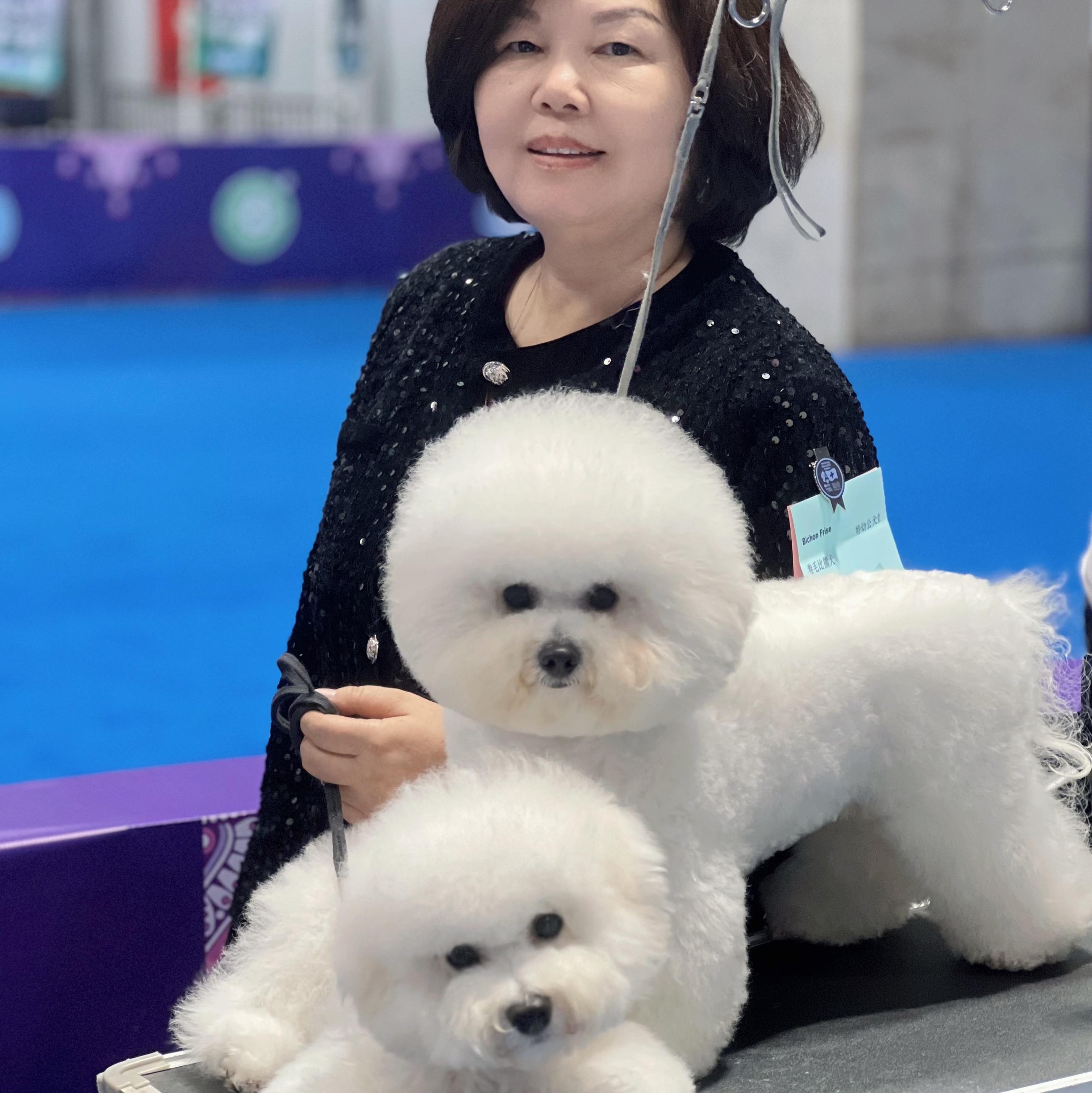BICHON FRISE … it is so good to see your growing up🐾🐾🐾 | Vinayak Shetty ...