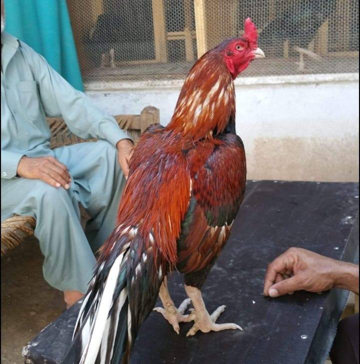 beshaq-sami-bhai-aseel-s