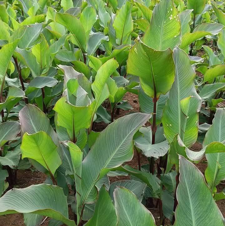 Trời ơi ------ Nguồn: Siêu Tài Năng Nhí © Nội dung thuộc sở hữu của ...